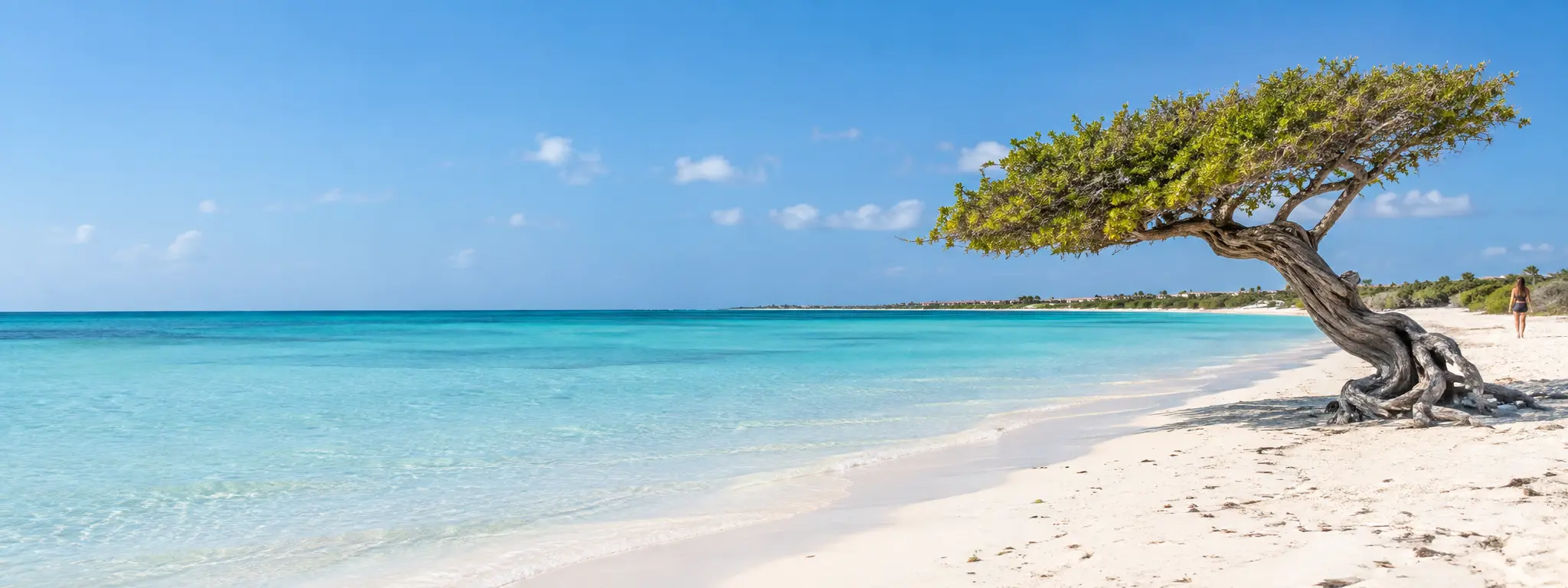 Turquoise water, white sand and a windswept tree representing Aruba's west coast